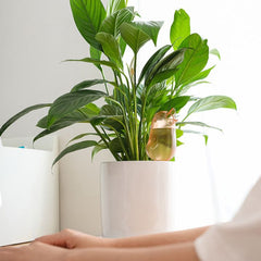 AquaBird Self Plant Waterer
